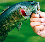 安卓ddos攻击工具